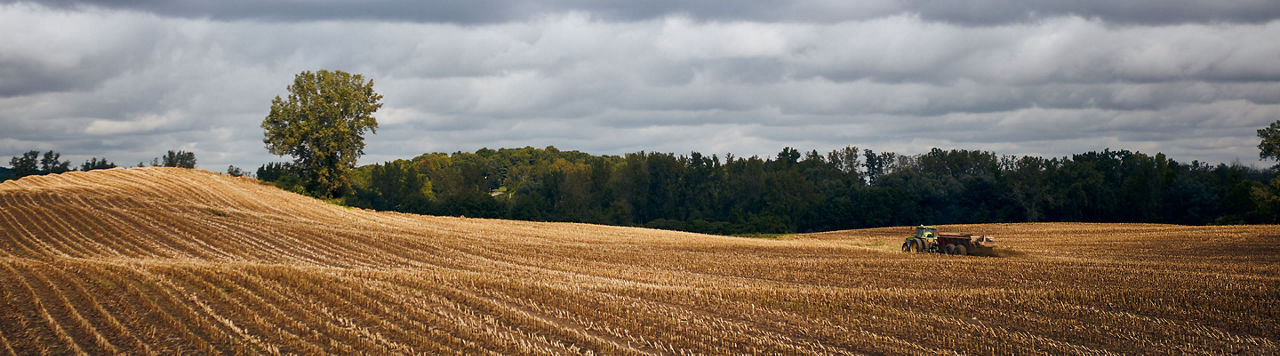 Interculture : un levier pour optimiser la nutrition hydrique des plantes 