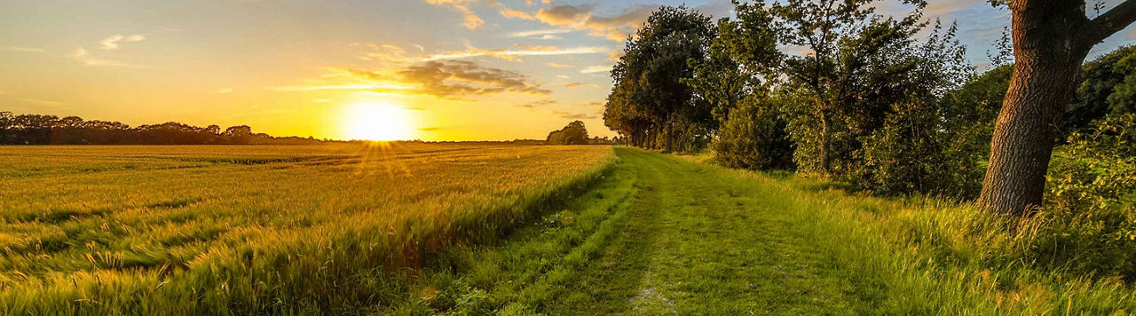 2025-2026, une année à gland : les sangliers passent à table