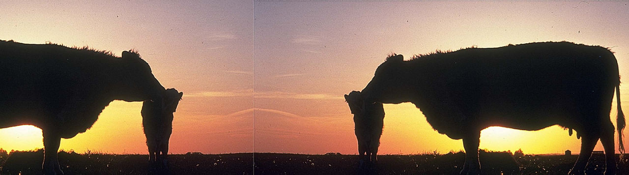 Vagues de chaleur : quel effet sur la production animale ?