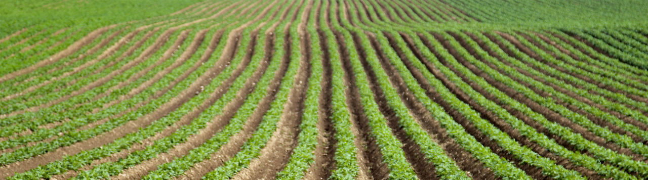 Zorvec Enicade : une solution efficace contre le mildiou