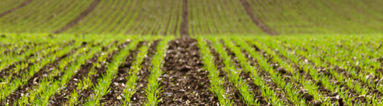 Désherbage de printemps : cibler les dicotylédones dès la reprise de végétation 