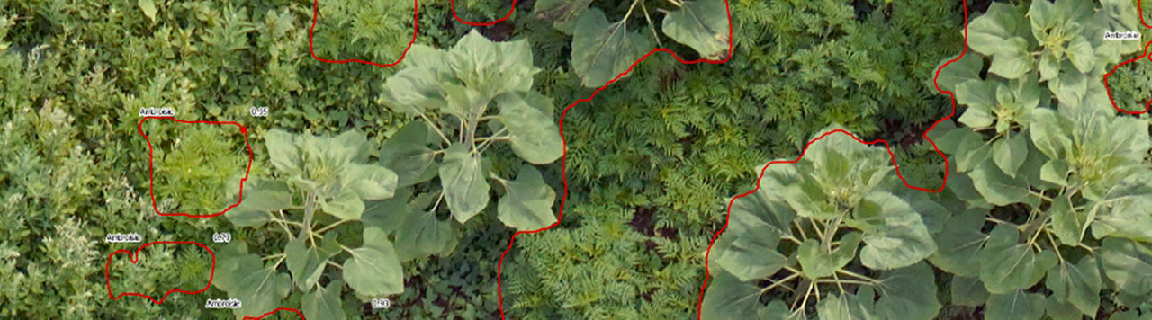 Ambroisie : Telespazio à la rescousse des parcelles infestées