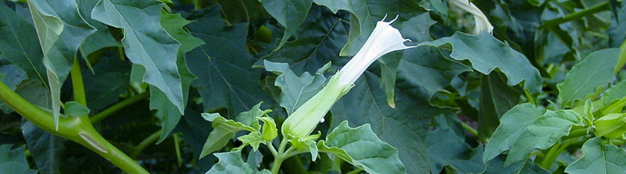 Comment empêcher le datura de coloniser les champs ?
