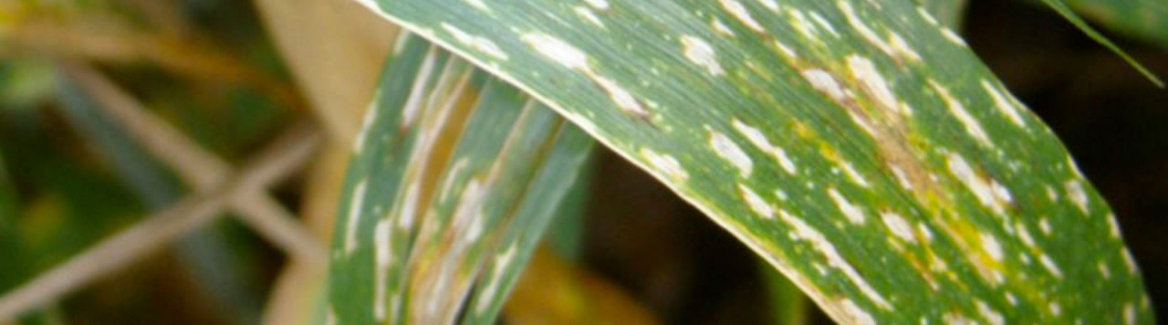 Fongicides céréales en 2025 : une pression maladie plus faible qu’en 2024 mais la prudence reste de mise !