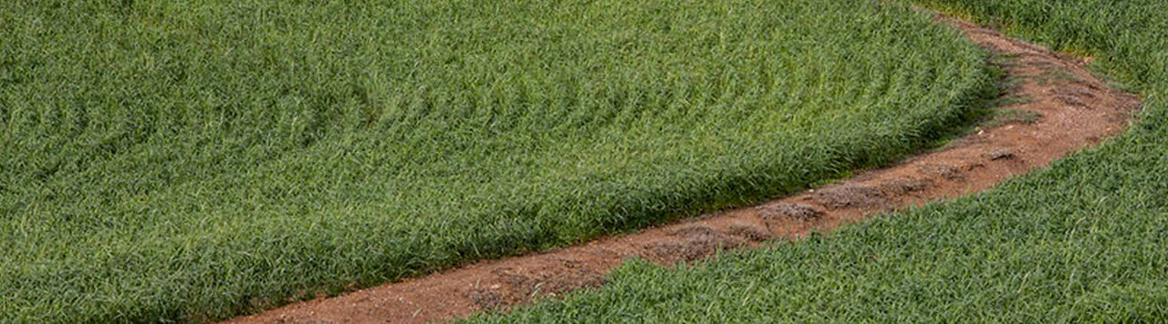 Phytotoxicité des herbicides sur céréales : comprendre, prévenir et limiter les impacts 