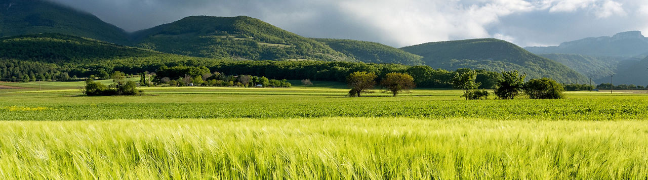 Premiers semis de maïs : la campagne 2025 est lancée !