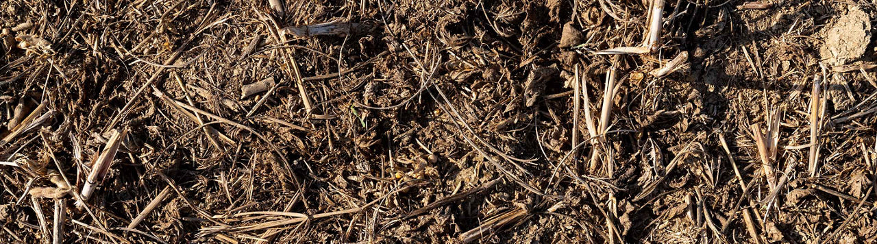 Semis dans le sec : adapter ses pratiques herbicides