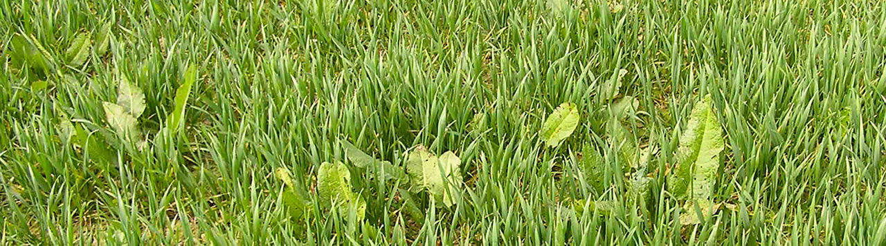 Rumex : mieux vaut prévenir que guérir