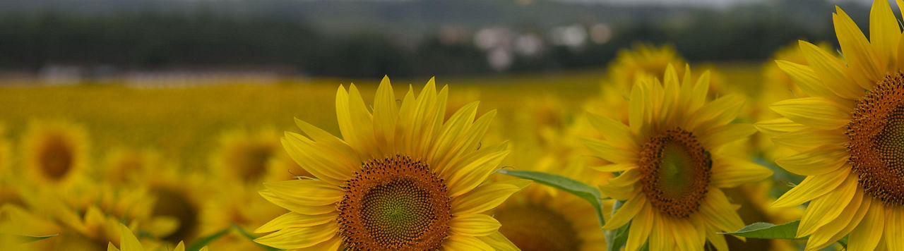 Tournesol : un allié agronomique et économique dans la rotation 