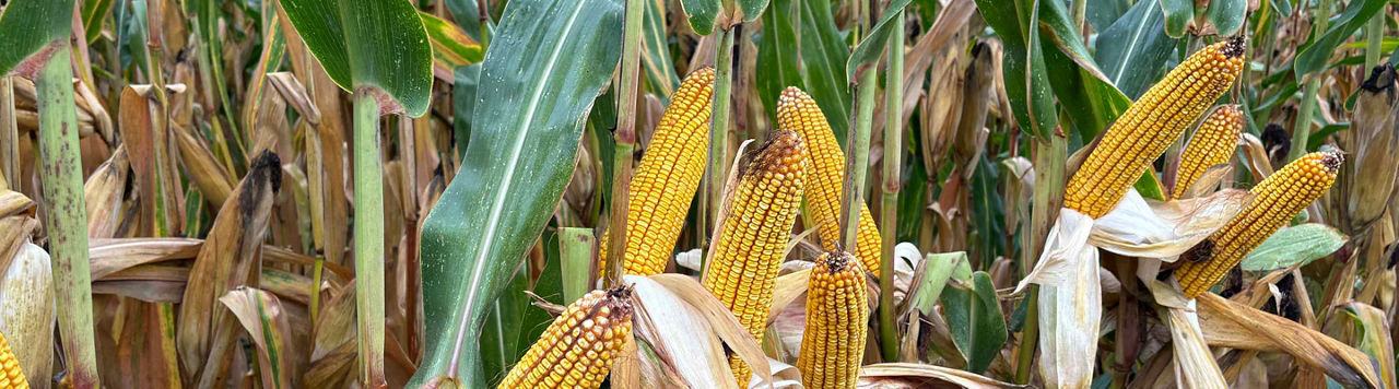 Faites confiance aux agents de terrain pour vous aider à choisir vos hybrides de maïs 