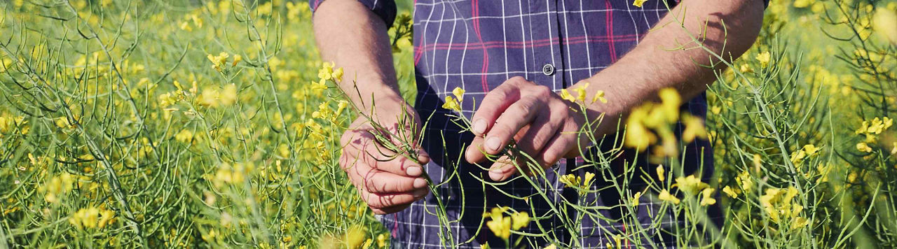 Hernie du chou sur colza : reconnaître les symptômes pour agir à temps