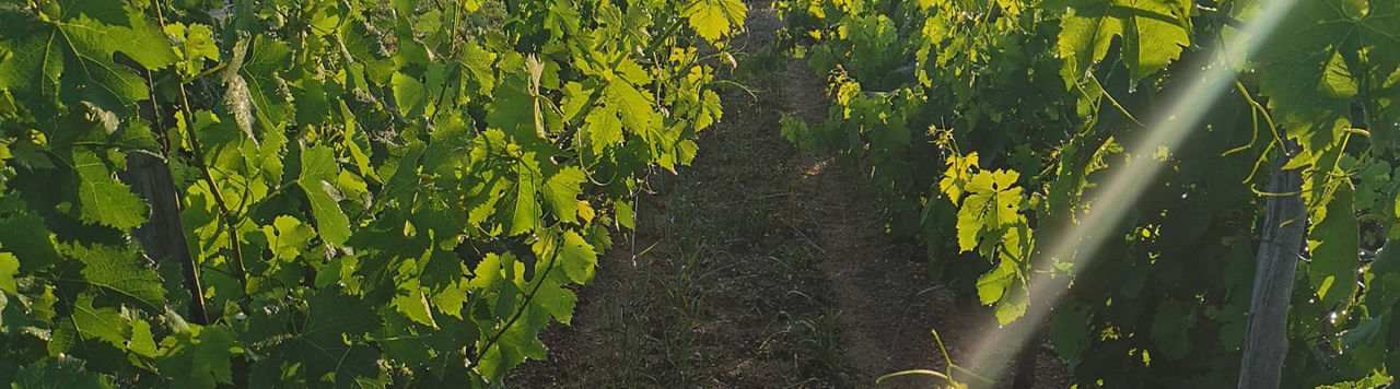 27 461 ha de vignes à arracher