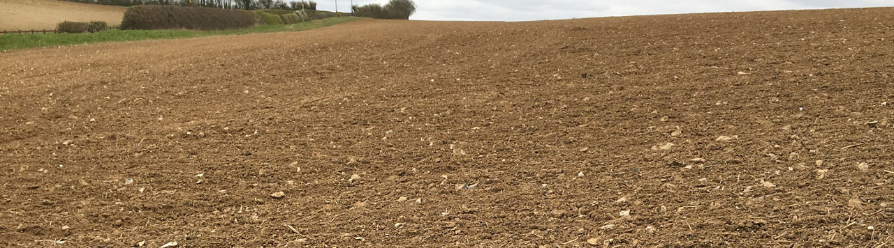 6,3 millions d’hectares de céréales d’hiver pour 2025