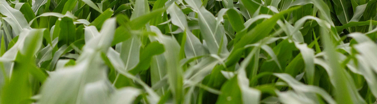 Ajuster la fertilisation azotée du maïs aux reliquats de l’année