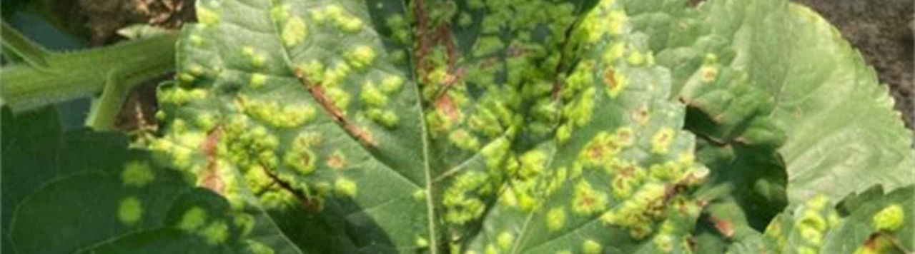 L’albugo et le mildiou, deux champignons aux symptômes trompeurs