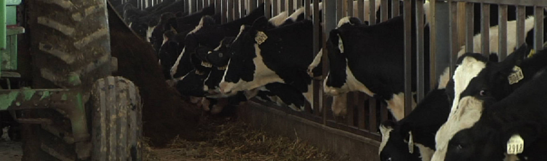 Améliorer sa productivité en maïs fourrage, le témoignage d'un éleveur engagé