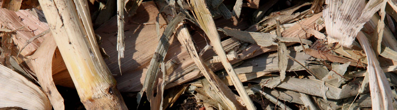 Avec une année à forte pression pyrale, comment préparer la future campagne ?