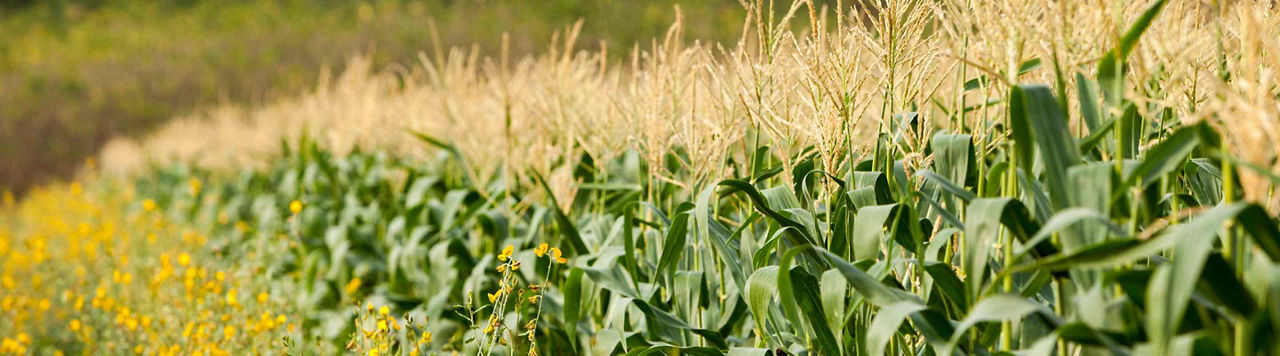 Après un couvert, adapter la gestion de la fertilisation du maïs 