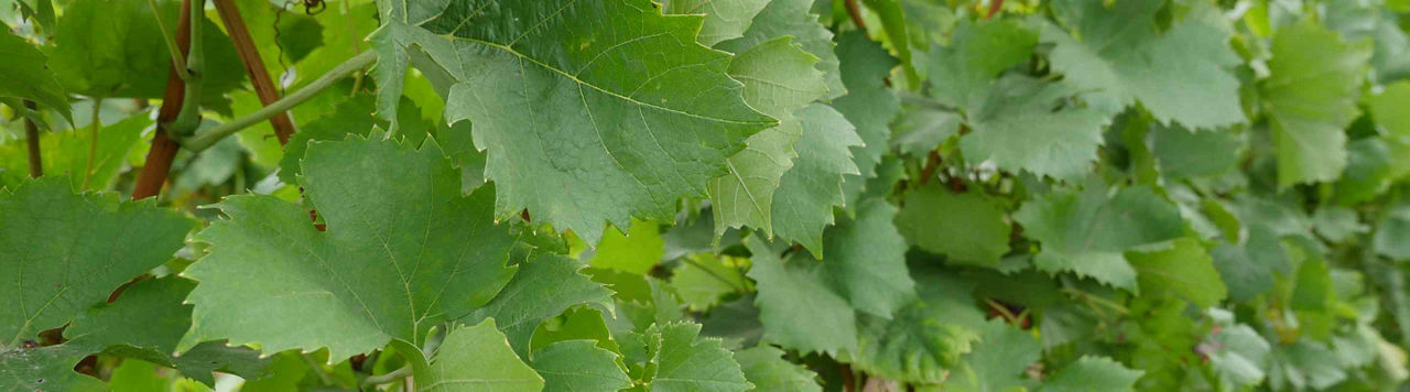 Après les pluies, la pression mildiou entre modérée et forte