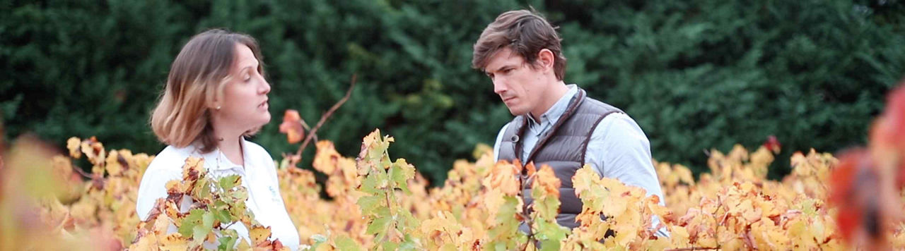 La protection des vignobles contre les tordeuses