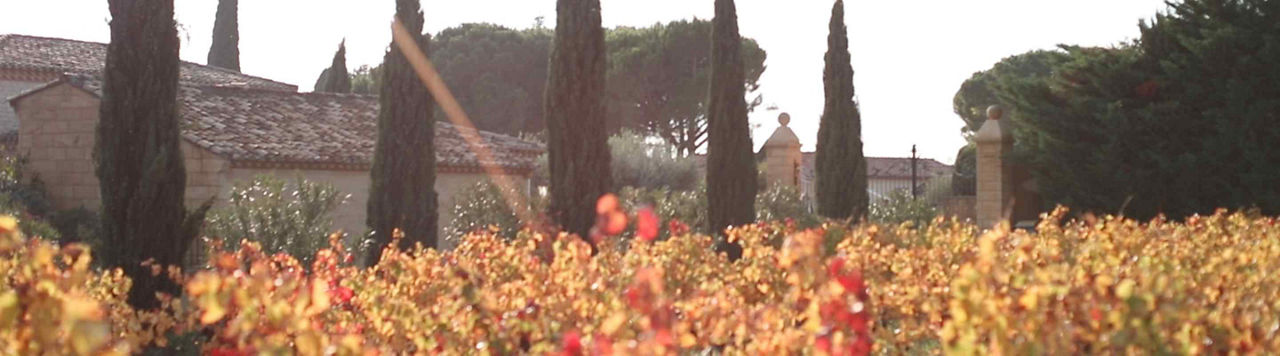 Les auxiliaires, un patrimoine naturel précieux pour votre vignoble