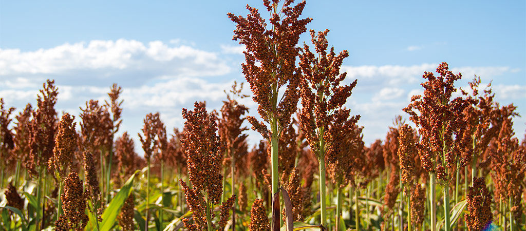 Conheça os grandes produtores no mercado de sorgo e as diferentes finalidades possíveis para essa cultura