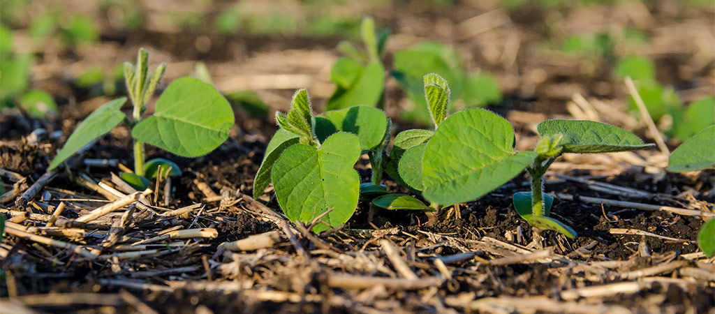 Sistema de plantio direto aumenta competitividade no agro