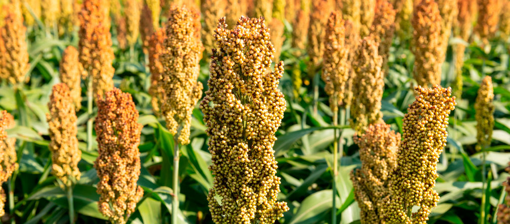 Lavoura de sorgo