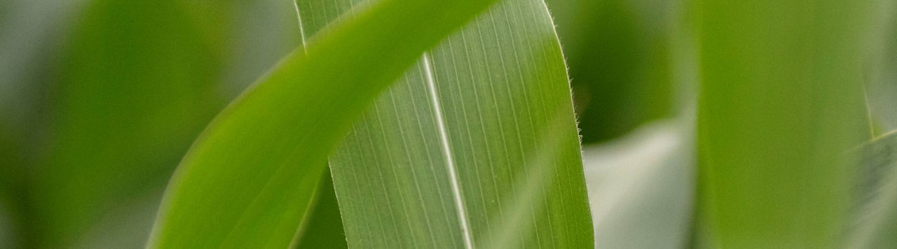 Quels sont les atouts environnementaux du maïs grain dans la rotation ?