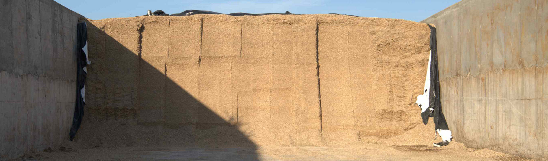 Aurélien vous présente son ensilage pour les rations d’automne