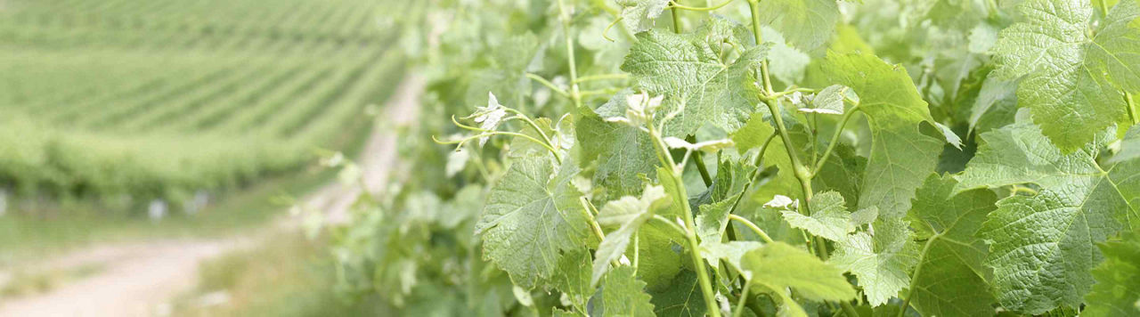 Avant fin floraison, une seconde application d’Utrisha N pour une bonne efficacité 