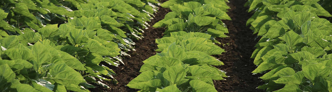 Bilan des essais tournesol de Terres Inovia