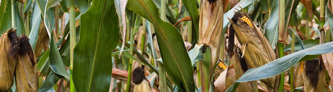 Quel est le bilan végétatif du maïs grain français ?