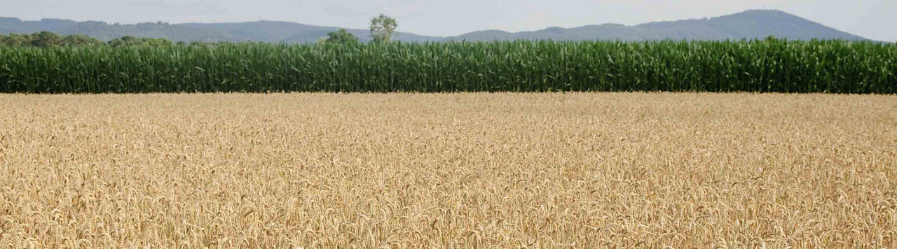 61 % des blés semés au 6 novembre