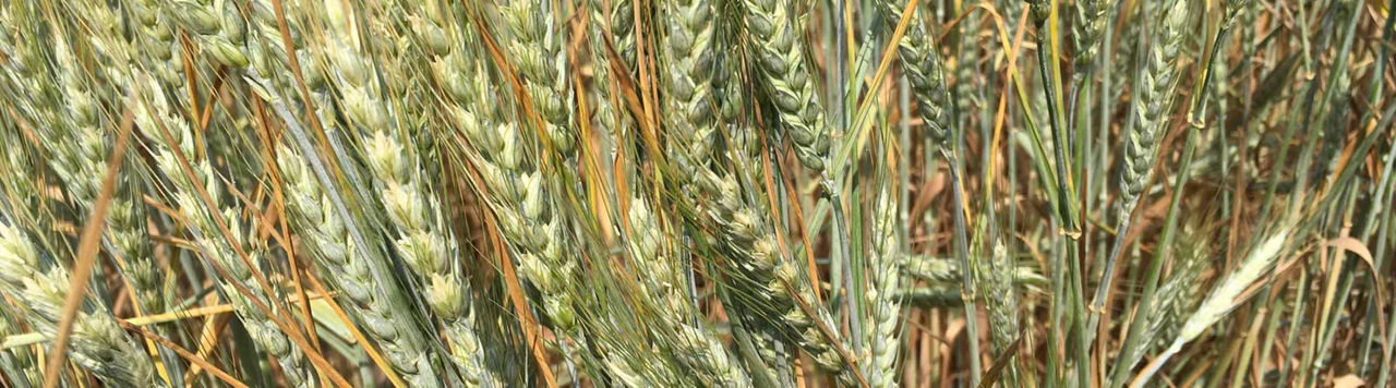 Réchauffement climatique, les plantes directement concernées ?