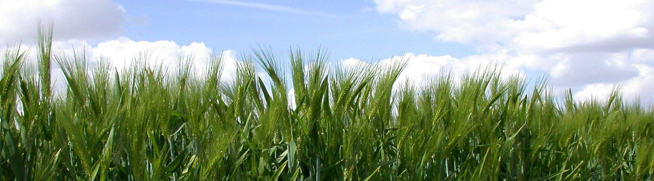 Comment lutter contre les vivaces dans mon orge de printemps ?