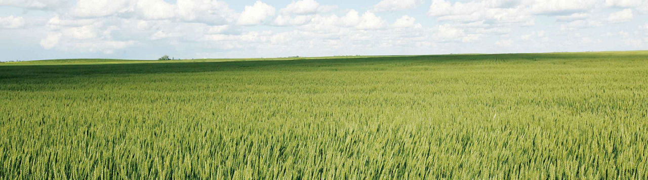 Et si je passais au désherbage mécanique ?