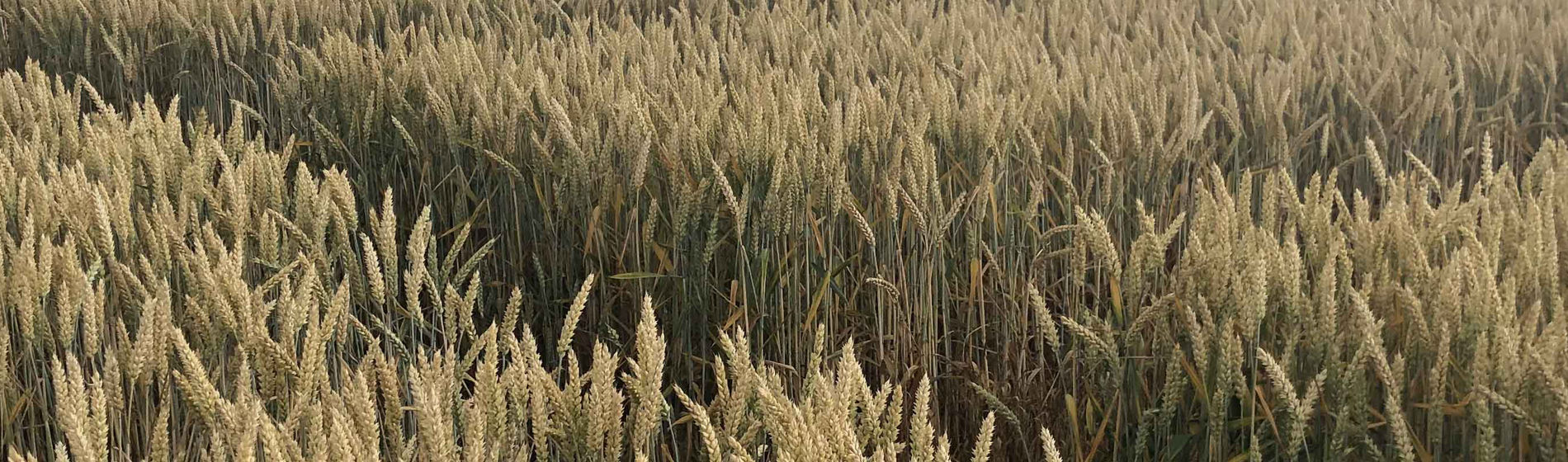 Je visite les essais fongicides céréales de Saint-Loup !