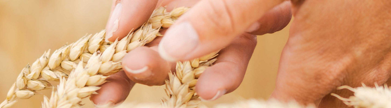 Visite virtuelle des essais fongicides céréales en Haute-Marne – Episode 1