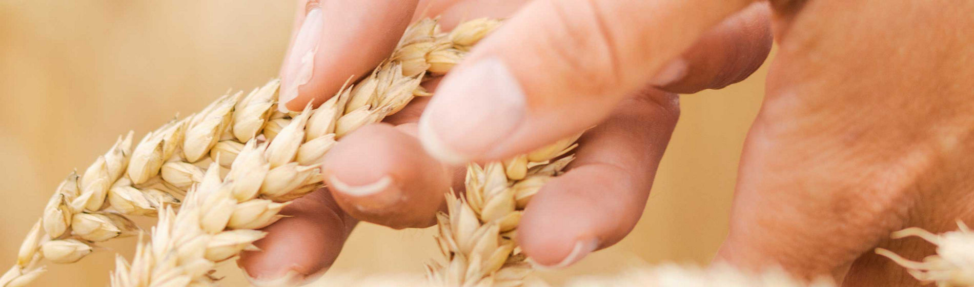 Visite virtuelle des essais fongicides céréales en Haute-Marne
