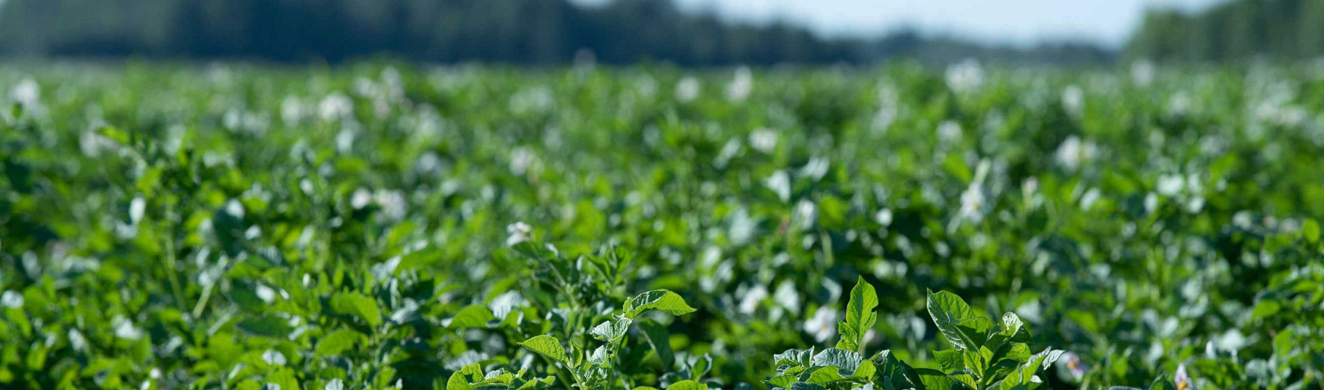 Pomme de terre : Les patatiers parlent de leur solution anti-mildiou #1