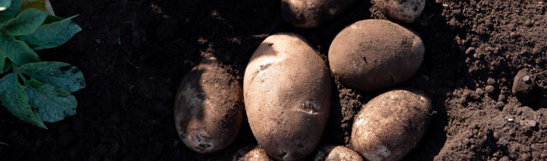 Pomme de terre : Les patatiers parlent de leur solution anti-mildiou #2