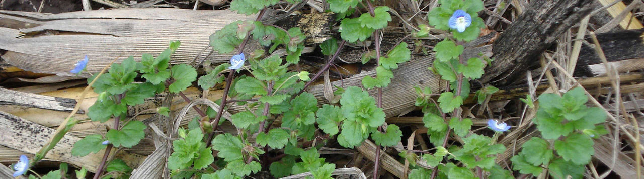 Comment lutter contre les Véroniques dans mes parcelles ? 