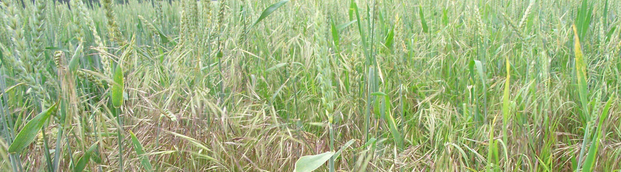Comment lutter contre le brome dans mes parcelles ?