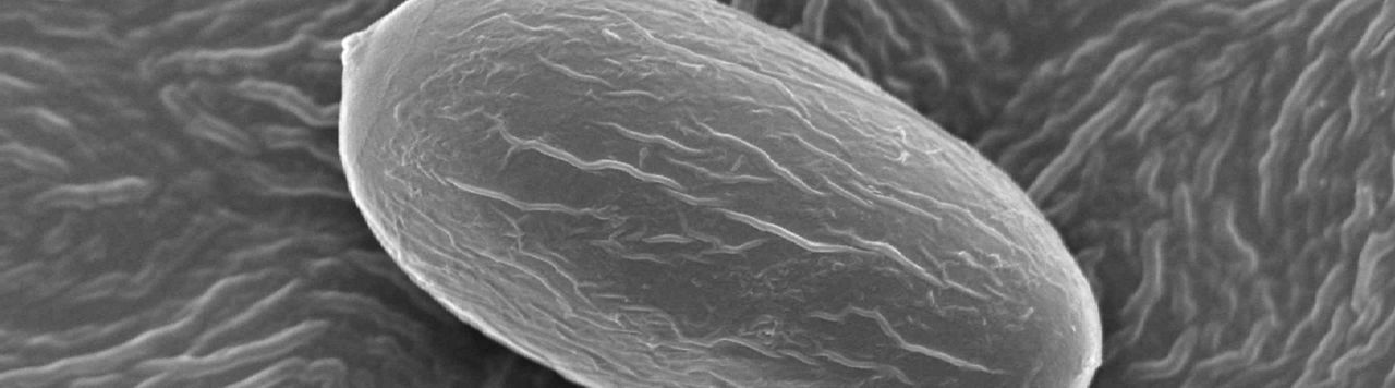 Quelles sont les caractéristiques biologiques de l’oïdium ?