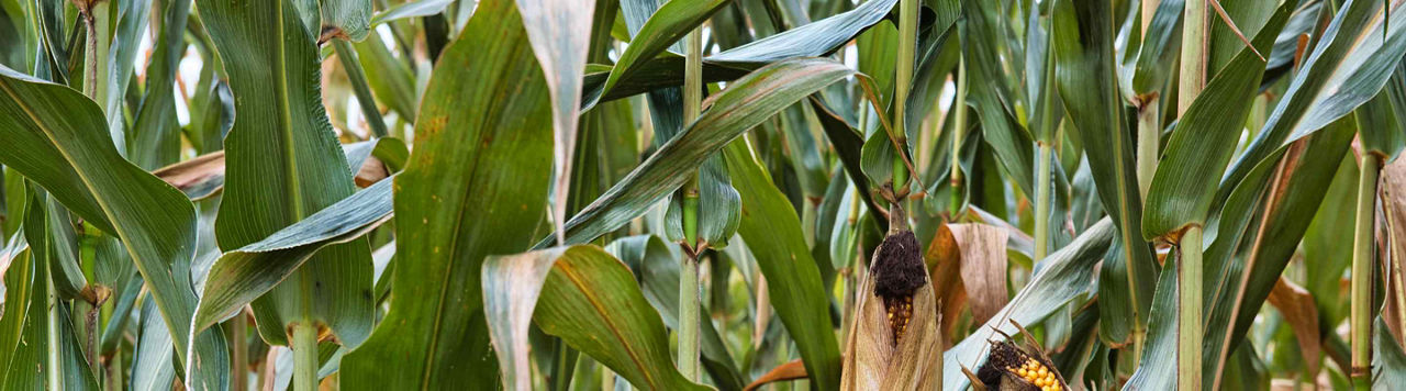 Les carences en manganèse et zinc du maïs : conséquences et solutions 