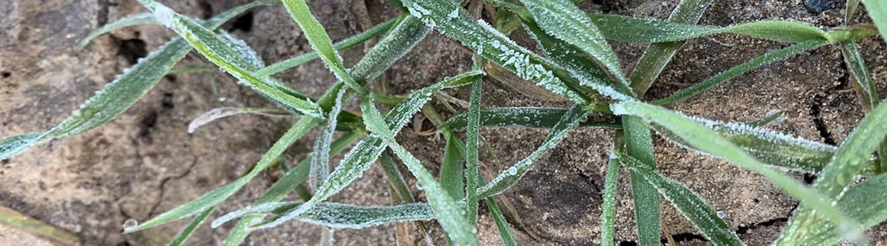 Céréales et gel, quelles conséquences ?
