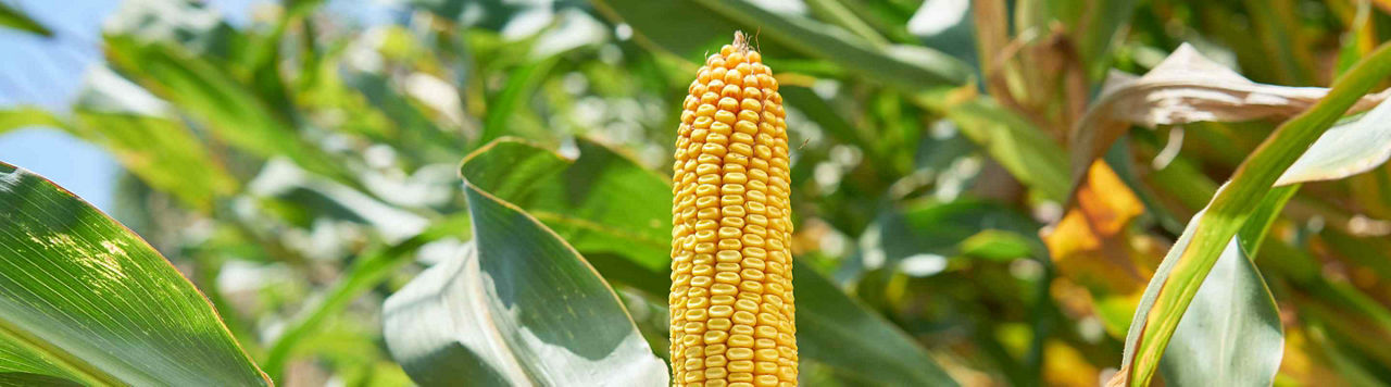Challenge maïs, tournesol et soja : à vos balances, prêts, pesez !