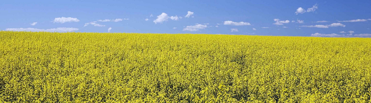 Faut-il continuer la culture du colza ?