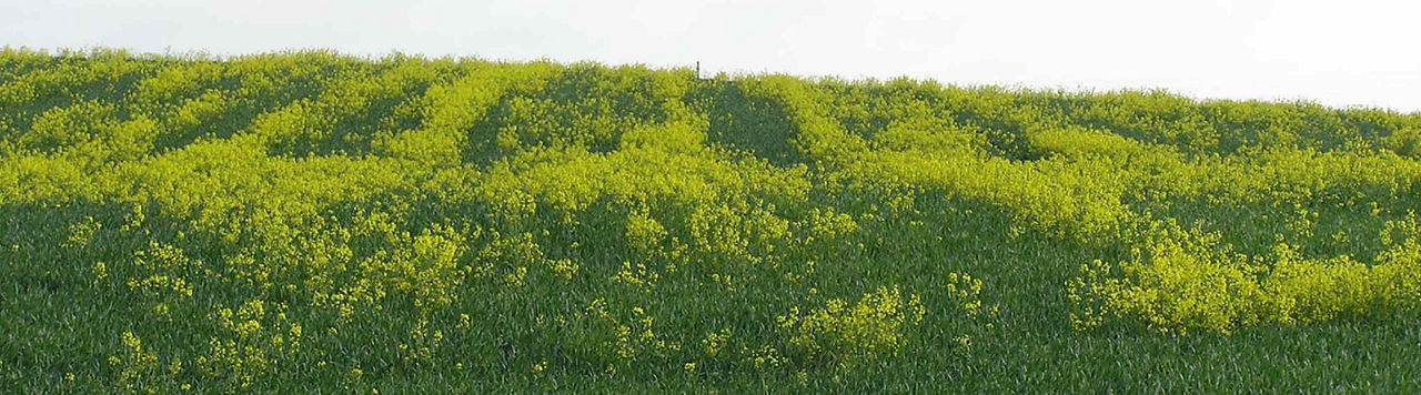 Sur colza, mycosphaerella progresse
